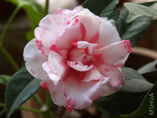 nEO_IMG_PB091345.jpg