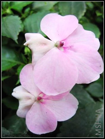 ��Ȼ���ˣ���Ȼ����