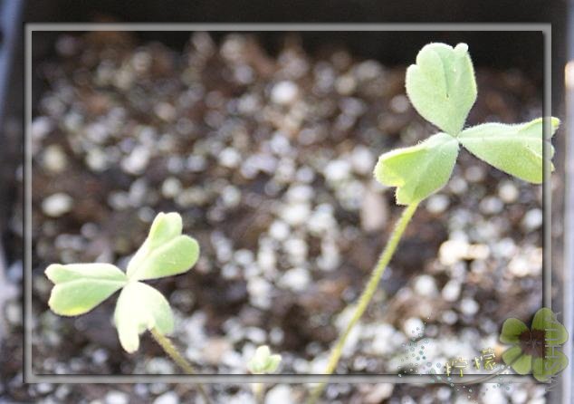 oxalis comosa cv spring charm yellow.jpg