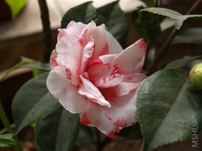 nEO_IMG_PB091342.jpg