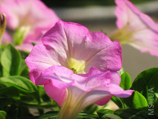 BigBull_nEO_IMG_��Ƭ 011.jpg