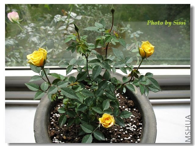 ��ɫ�Ļ�û��չ������~