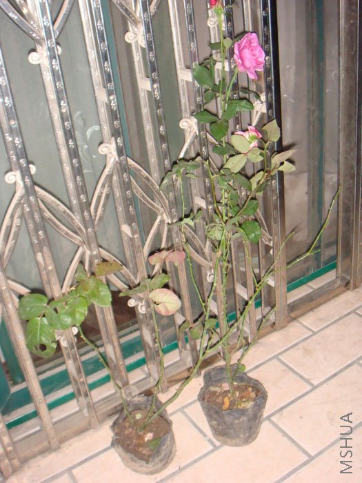 ��Ƭ 008.jpg