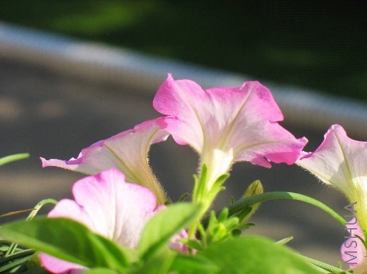 BigBull_nEO_IMG_��Ƭ 012.jpg