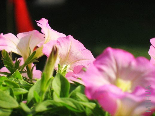 BigBull_nEO_IMG_��Ƭ 009.jpg