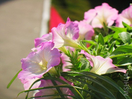 BigBull_nEO_IMG_��Ƭ 008.jpg