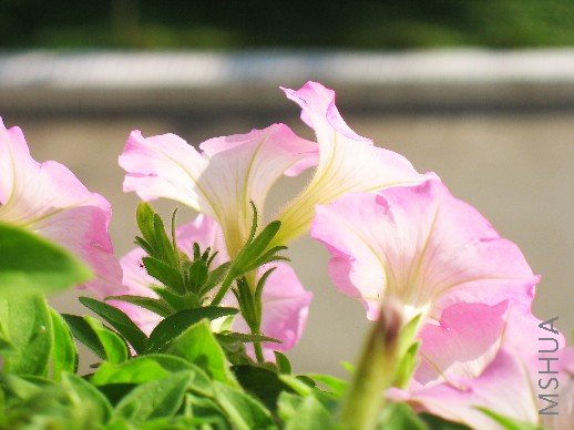 BigBull_nEO_IMG_��Ƭ 010.jpg