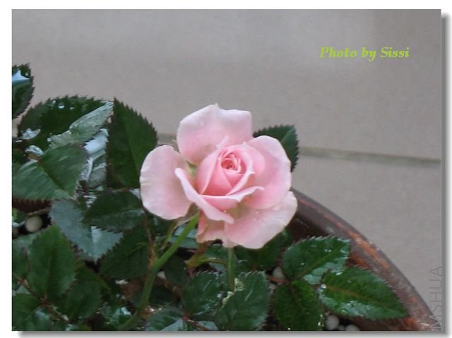 ��ɰ���һС��~