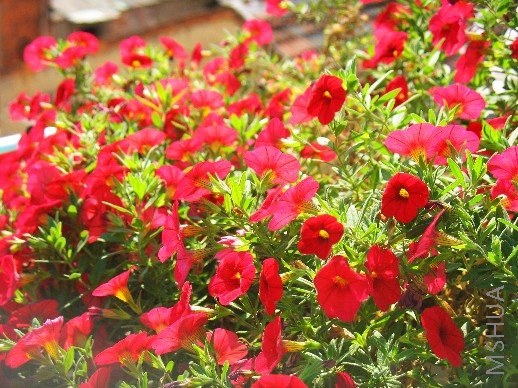 ��ɫ�ĺ���