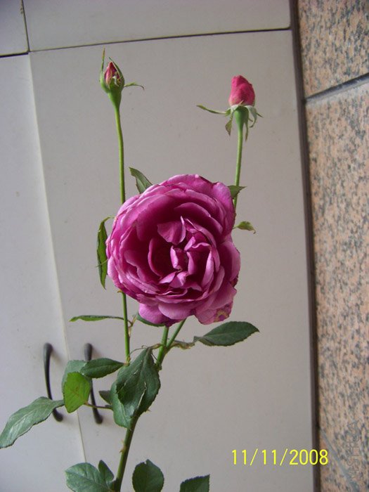 ��Ƭ 004.jpg