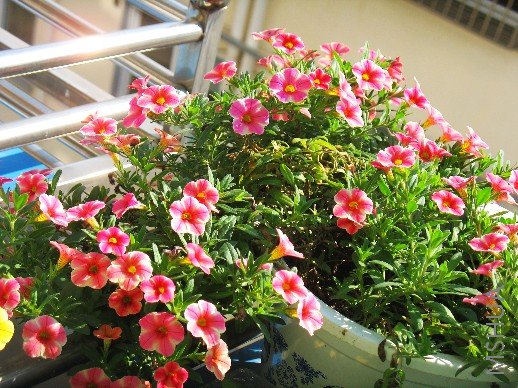 BigBull_nEO_IMG_��Ƭ 032.jpg