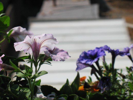 BigBull_nEO_IMG_��Ƭ 029.jpg