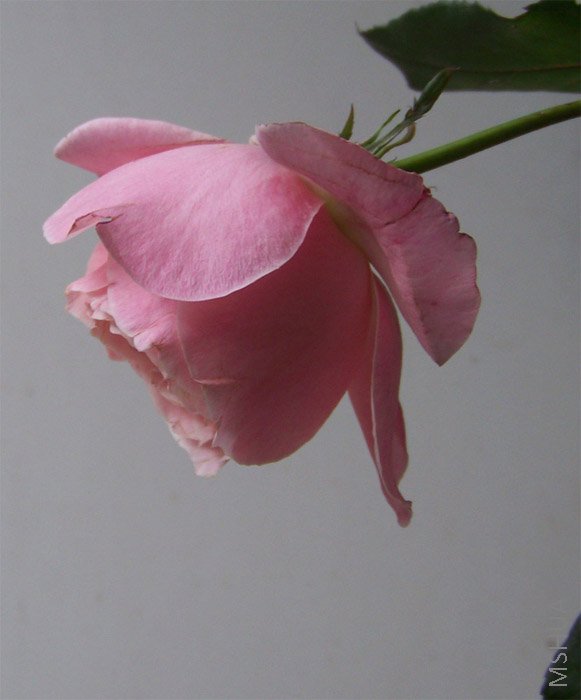 ��Ƭ 003.jpg