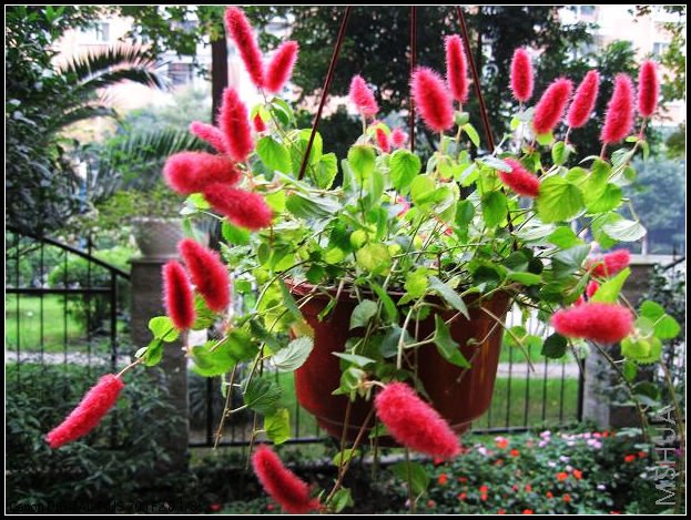 ��ɫ��β��