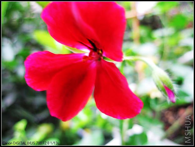 ����ɫ������