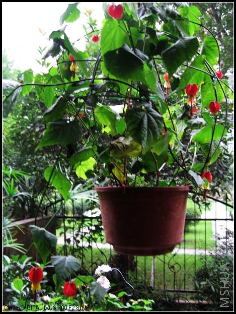 С������߸߹�