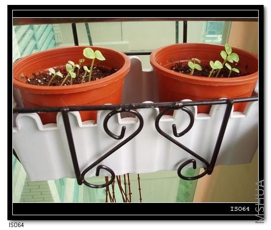 ���ڻ���С��