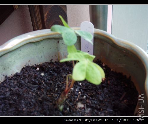 �ֳ���һƬСҶ�ӣ�����