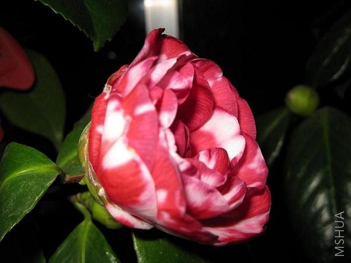IMG_0020.JPG