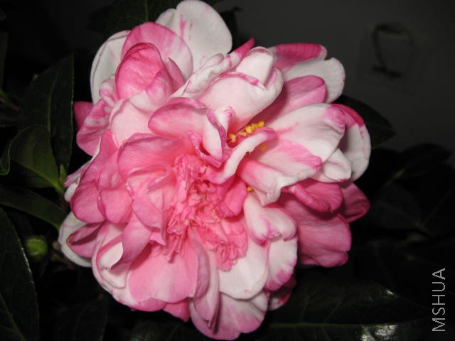 IMG_0046.JPG