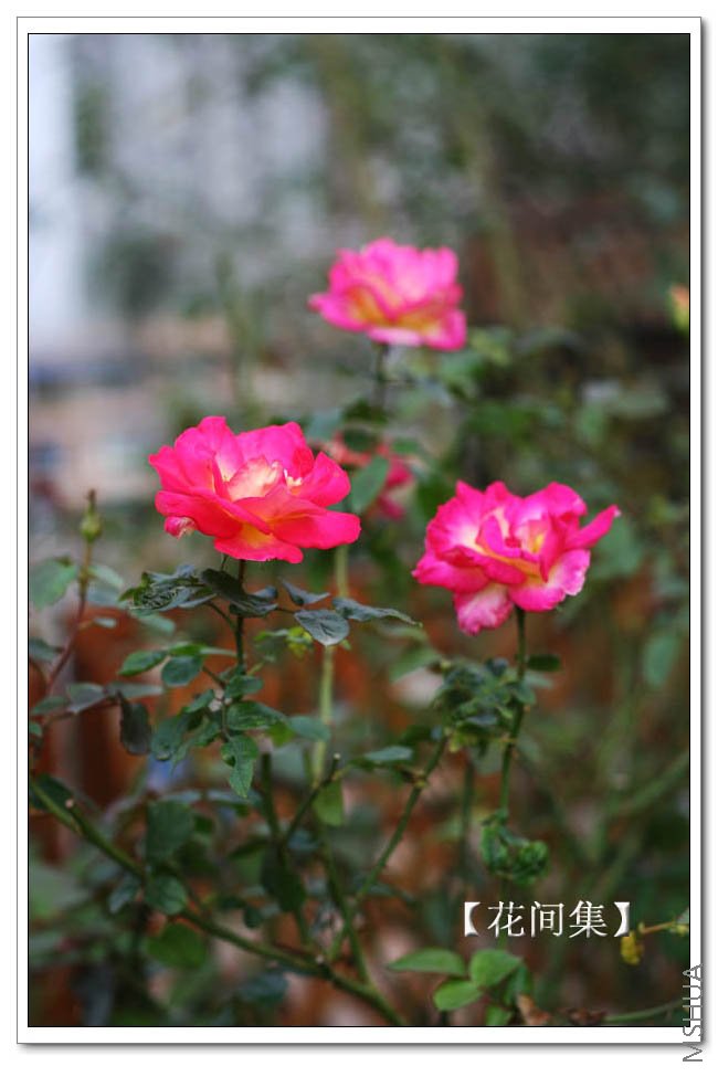 IMG_5401 ����.jpg