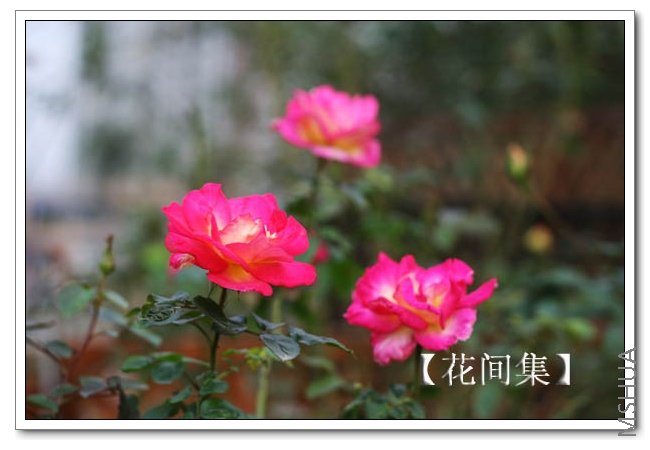 IMG_5402 ����.jpg