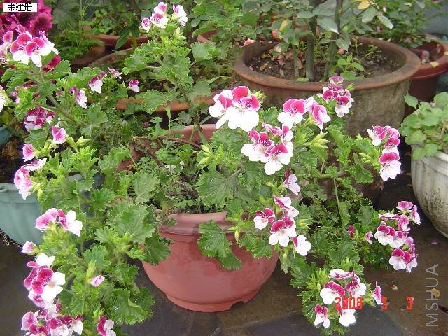 DSC09637.JPG