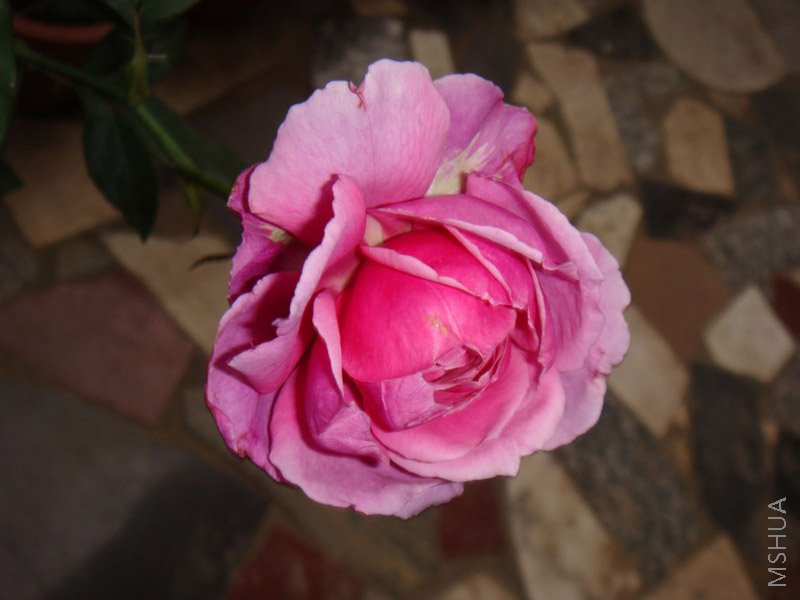 DSC01867.JPG