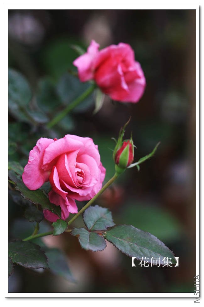 IMG_5917 ����.jpg