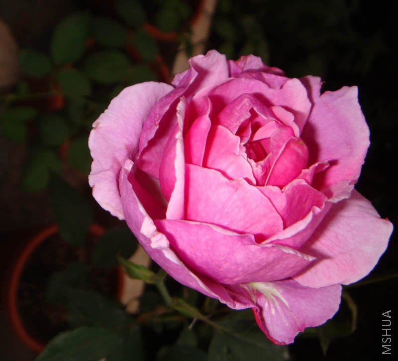 DSC01866.JPG