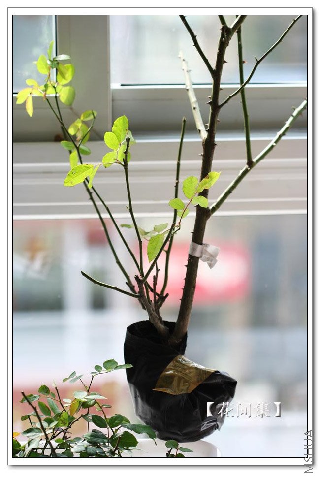 IMG_9716 ����.jpg