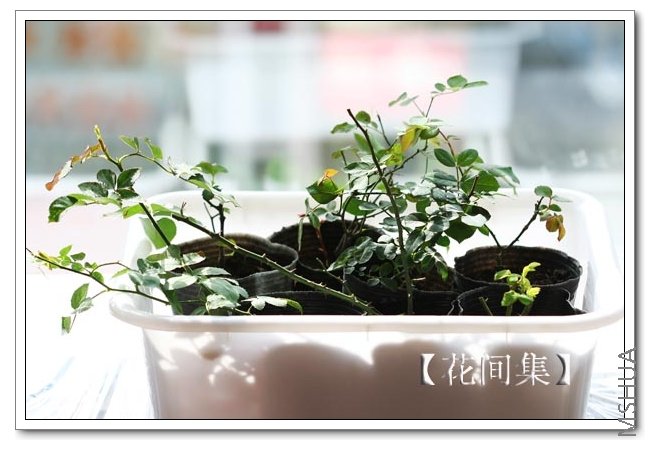 IMG_9718 ����.jpg