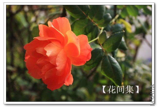 IMG_5787 ����.jpg