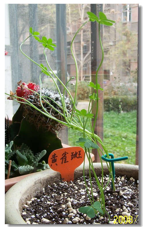 Ҷ�ӻ���һЩ������