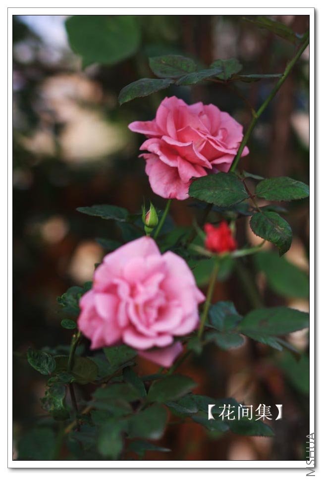 IMG_9087 ����.jpg