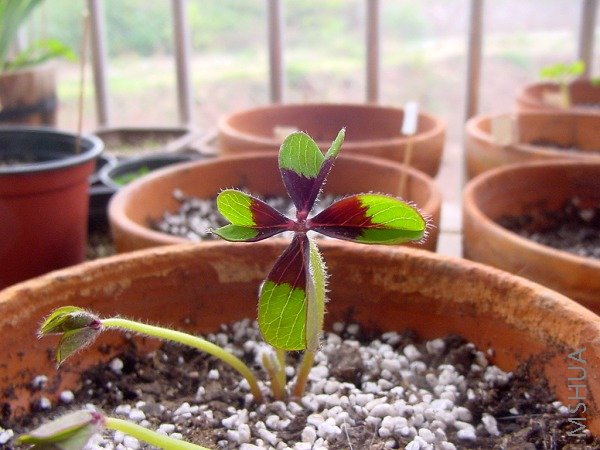 deppei Iron Cross.jpg