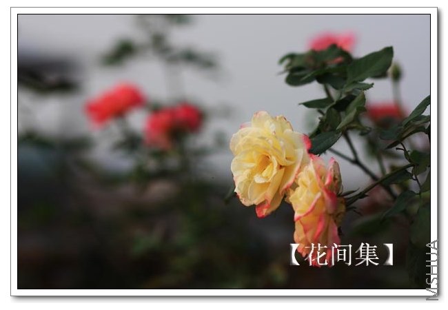 IMG_9098 ����.jpg