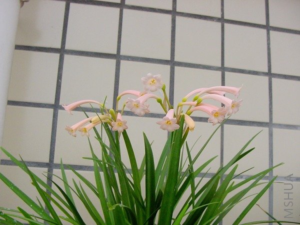 ������֦������