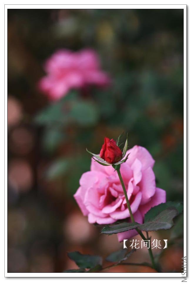 IMG_9086 ����.jpg