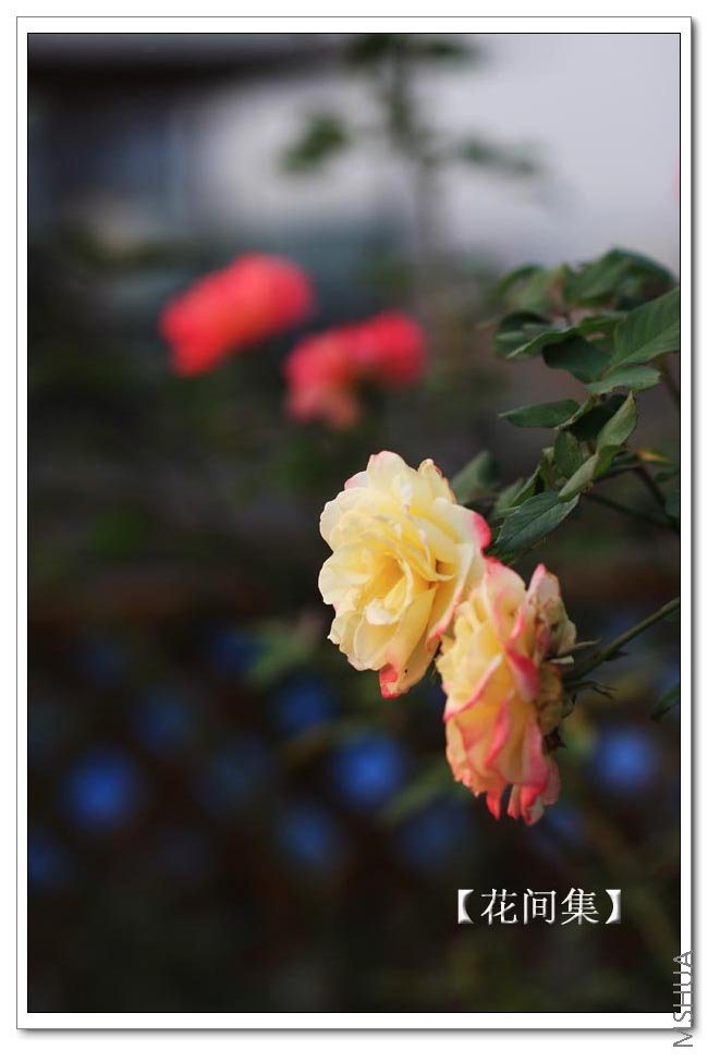 IMG_9097 ����.jpg