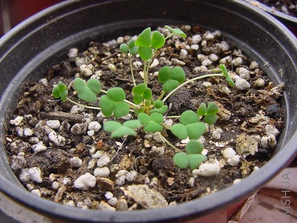 ����һ������