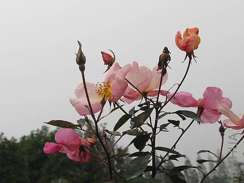 IMG_3467.jpg
