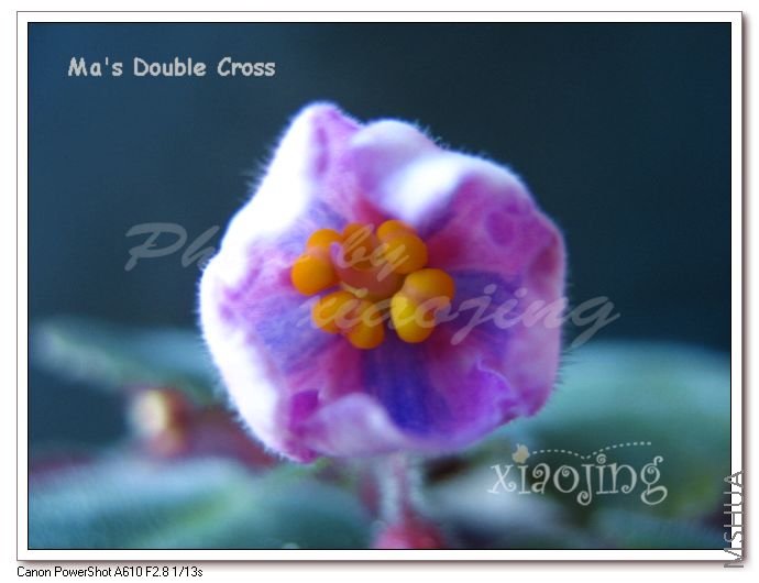Ma's Double Cross.jpg