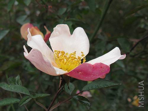 IMG_3455.jpg
