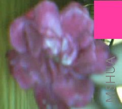 1 006��������.jpg