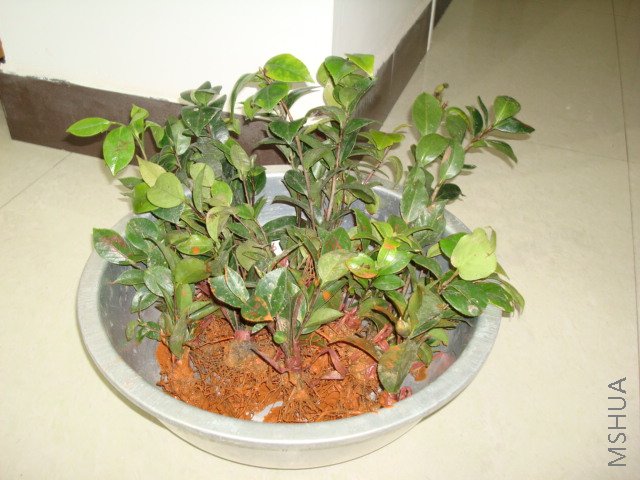 DSC01825.JPG