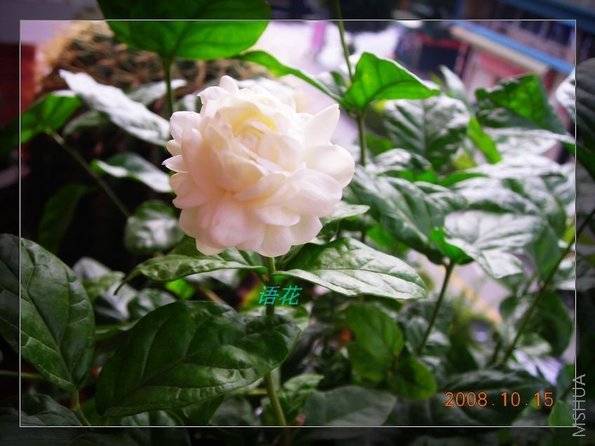 DSCN2278.jpg