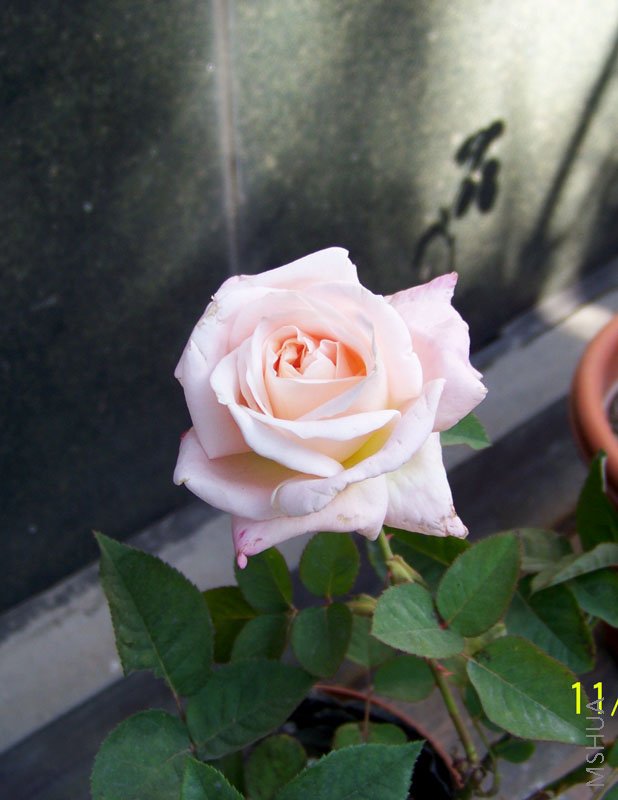 ��Ƭ 005.jpg