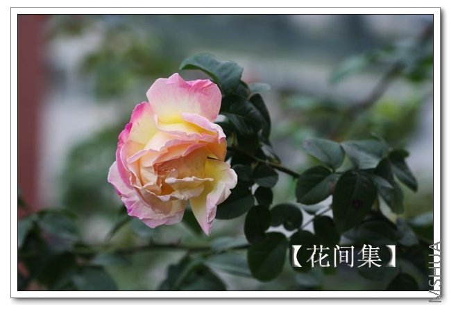 IMG_9612 ����.jpg