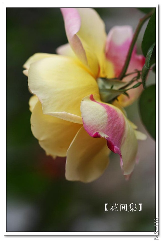 IMG_9707 ����.jpg